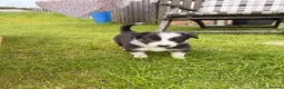 Border Collie dogs for sale: Gorgeous Border Collie puppies  - Advert 25