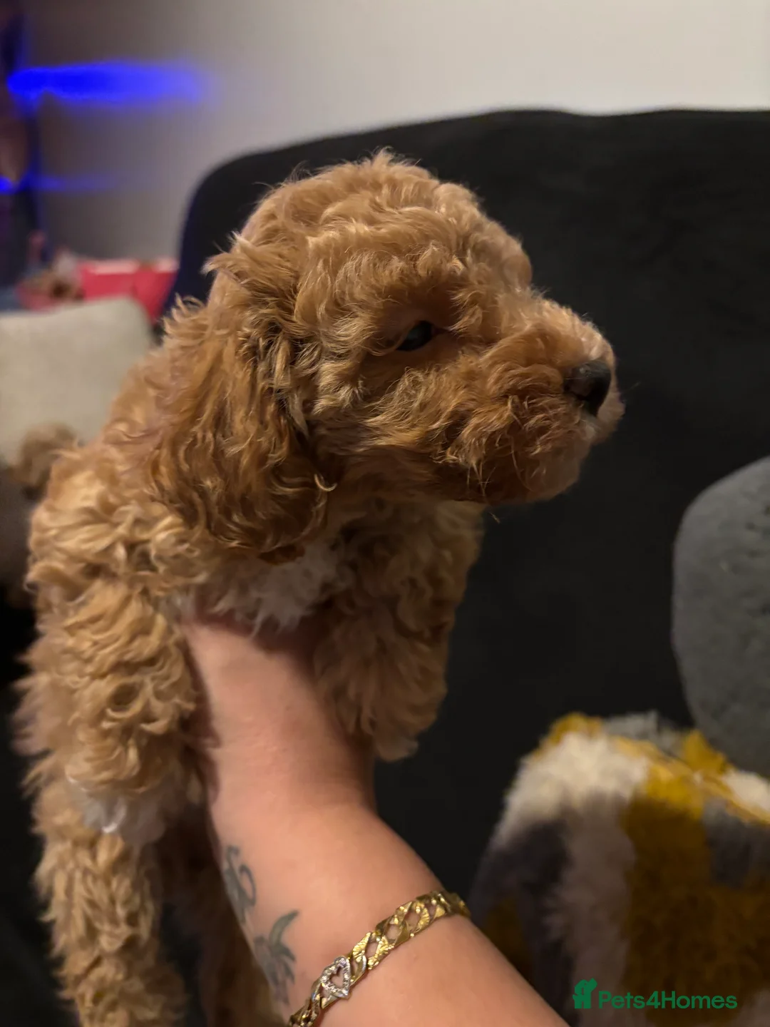 Toy Poodle dogs for sale: Toy puddles  - Advert 21