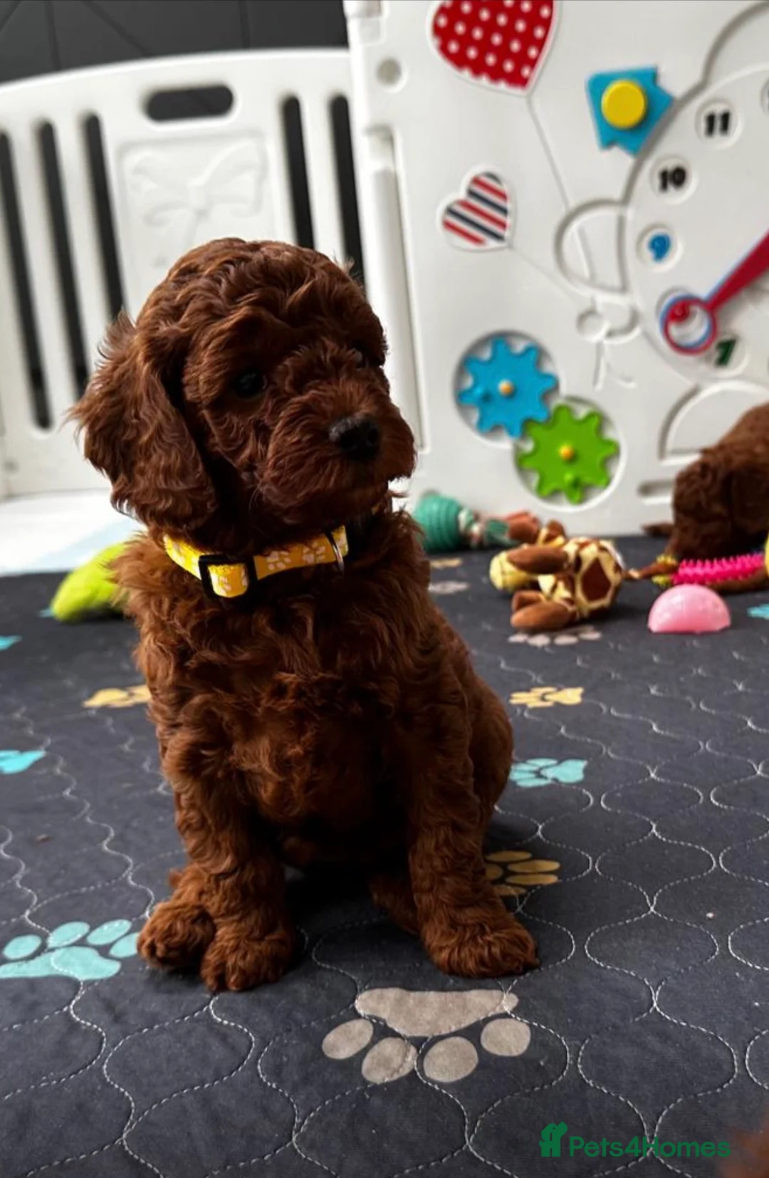 Mini Goldendoodle dogs for sale: Miniature Goldendoodle Deep Red - Advert 2
