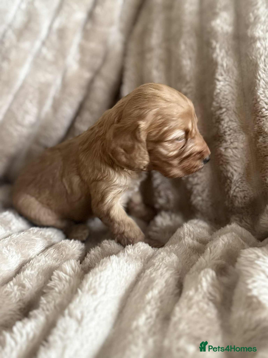 Cockapoo dogs for sale: Cockapoo F1B STUNNING COLOURS 4 available - Advert 40