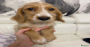 Labradoodle dogs Medium size Australian Labradoodles  show cocker  - Advert 13