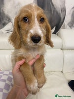 Labradoodle dogs Medium size Australian Labradoodles show cocker - Advert 13