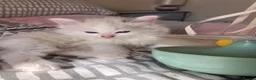 Ragdoll cats for sale: Beautiful Ragdoll kittens  - Advert 13