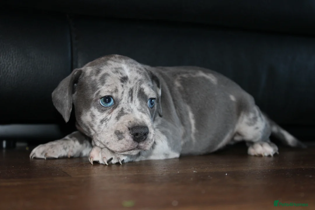 Staffordshire Bull Terrier dogs for sale: Beautiful staff puppies  - Advert 4