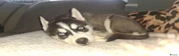 Pomsky dogs for sale: ❤️ G E O R G E O U S POMSKY PUPPIES READY TODAY ❤️ - Advert 33
