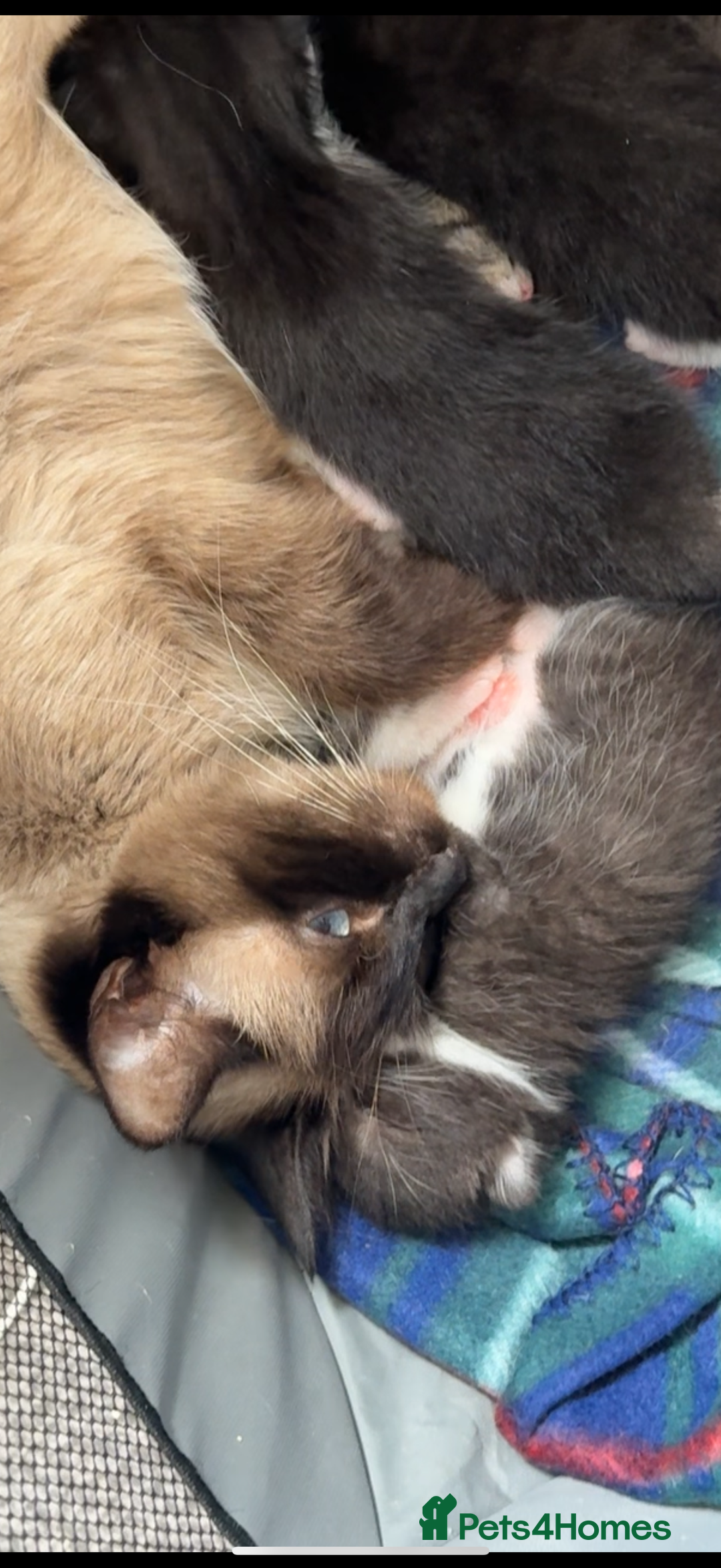Ragdoll cats for sale: RAGDOLL MIX KITTENS  - Image 2