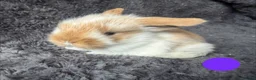 Mini Lop rabbits for sale: Mini Lion Lop Bunnies - Advert 4