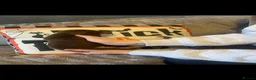 Miniature Dachshund dogs for sale: Miniature Dachshund babies  - Advert 7