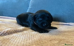 Mixed Breed dogs for sale: 3/4 lab 1/4 collie puppies  in Whitby - Image 22
