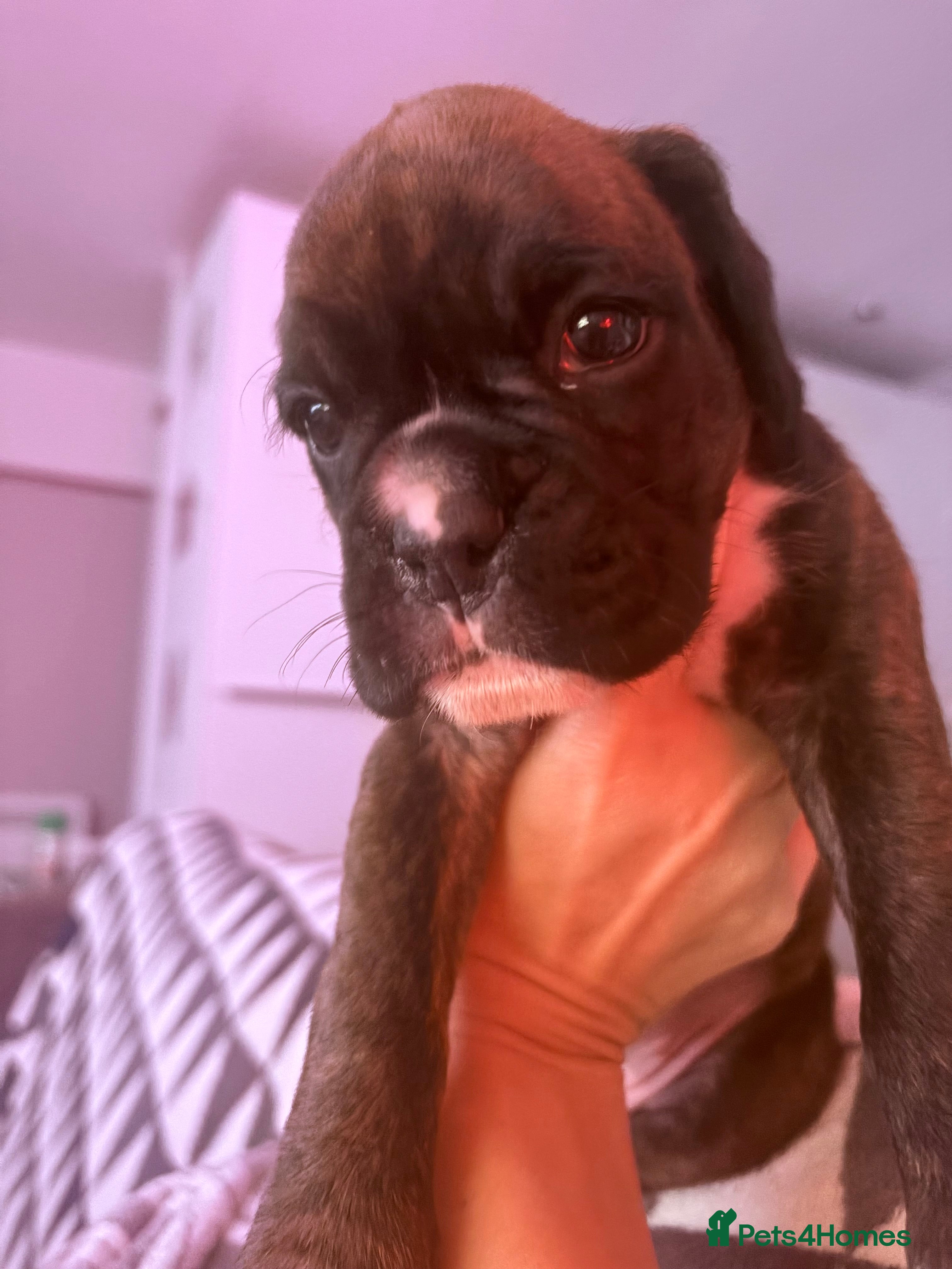 Boxer dogs KC registered boxer puppies3 girls left and 1 boy  - Advert 17