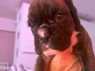 Boxer dogs KC registered boxer puppies3 girls left and 1 boy - Advert 17