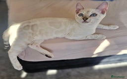 Bengal cats for sale: TICA registered bengal female kitten  - Image 13
