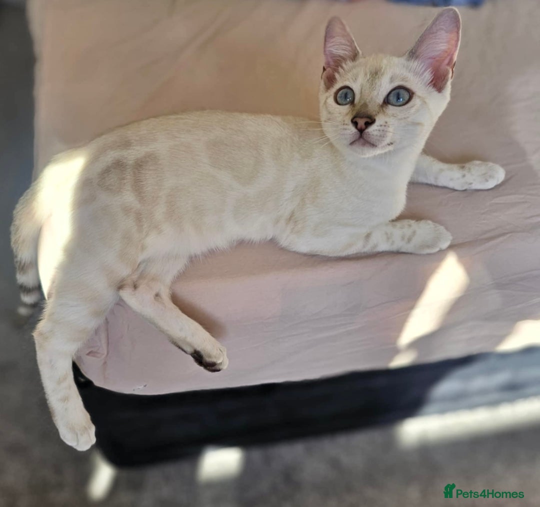 Bengal cats for sale: TICA registered bengal female kitten  - Image 13