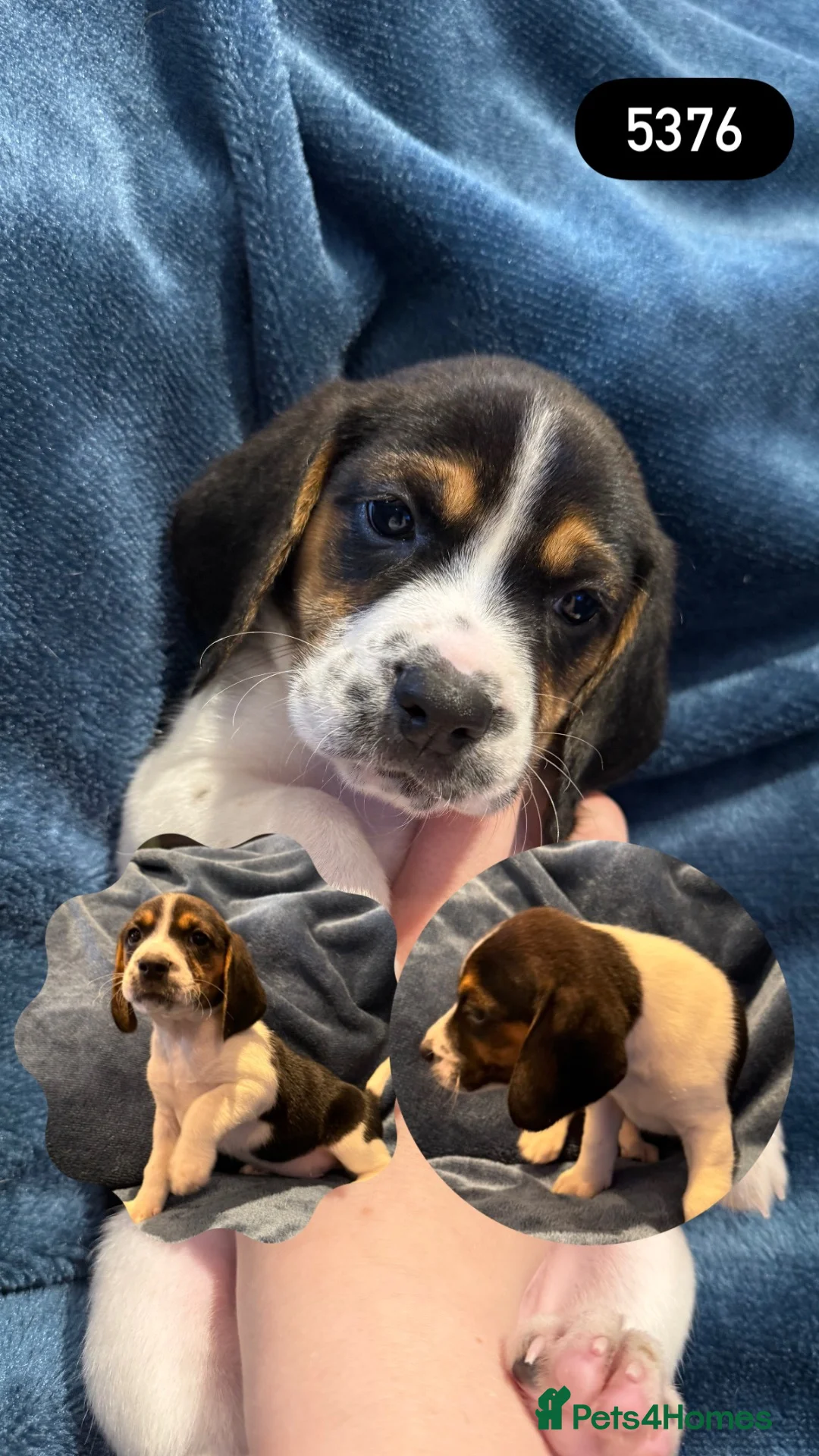 Beagle dogs for sale: Beautiful Beagle Boys  - Advert 16