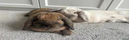 Mini Lop rabbits for sale: Bonded pair for rehoming 💕 in Pontefract - Advert 2