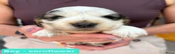 Cocker Spaniel dogs for sale: Stunning Show Cocker Spaniel puppies DNA tested - Advert 16