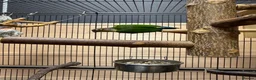 Parrots birds for sale: Green Cheek Conures - Advert 11