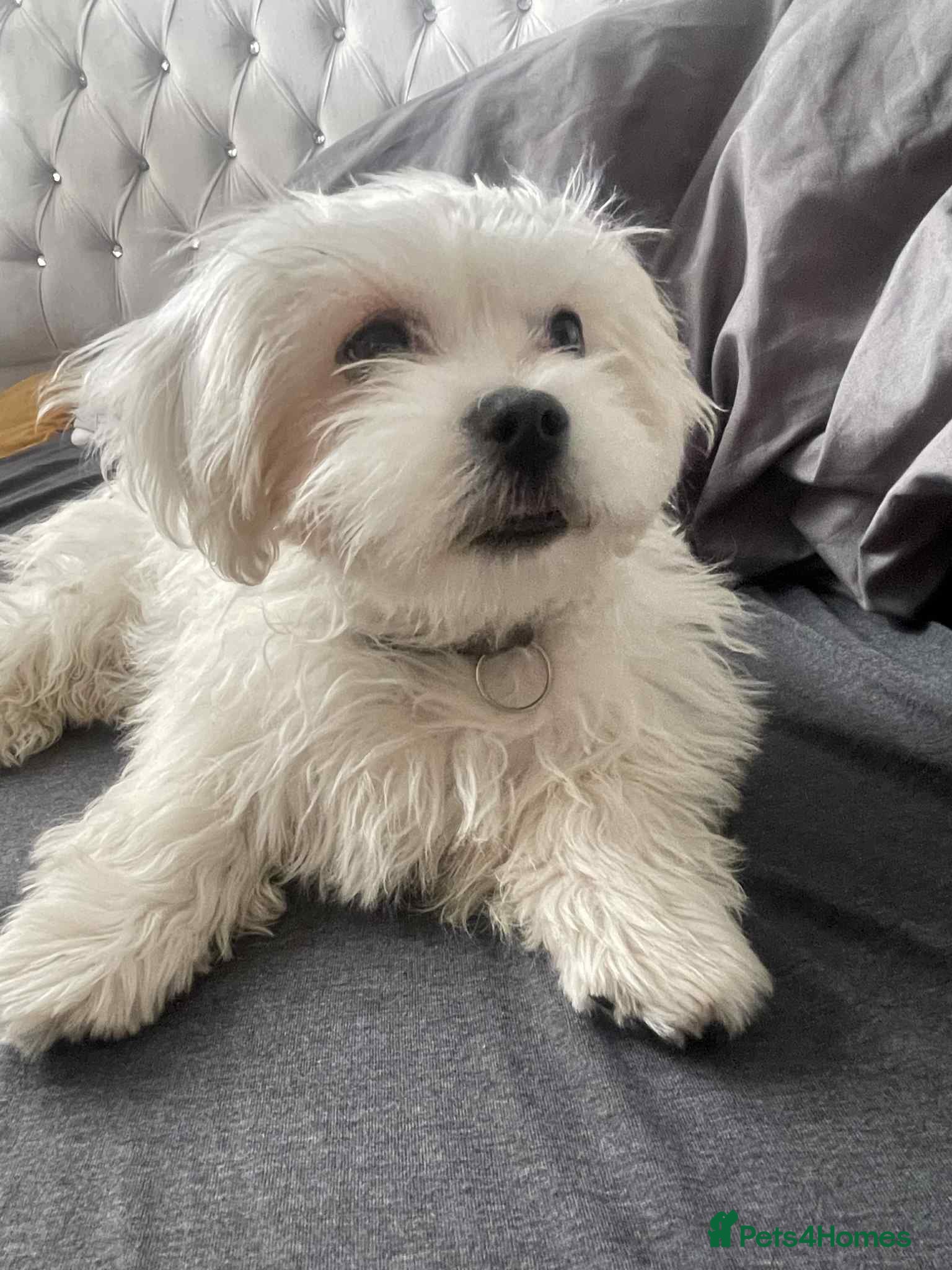 Malshi dogs Maltese x Shih tzu - Advert 2