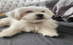 Malshi dogs for sale: Maltese x Shih tzu - Image 1