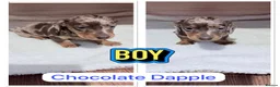 Miniature Dachshund dogs for sale: Miniature Dachshund Pups ready 25/02/2026 - Advert 4