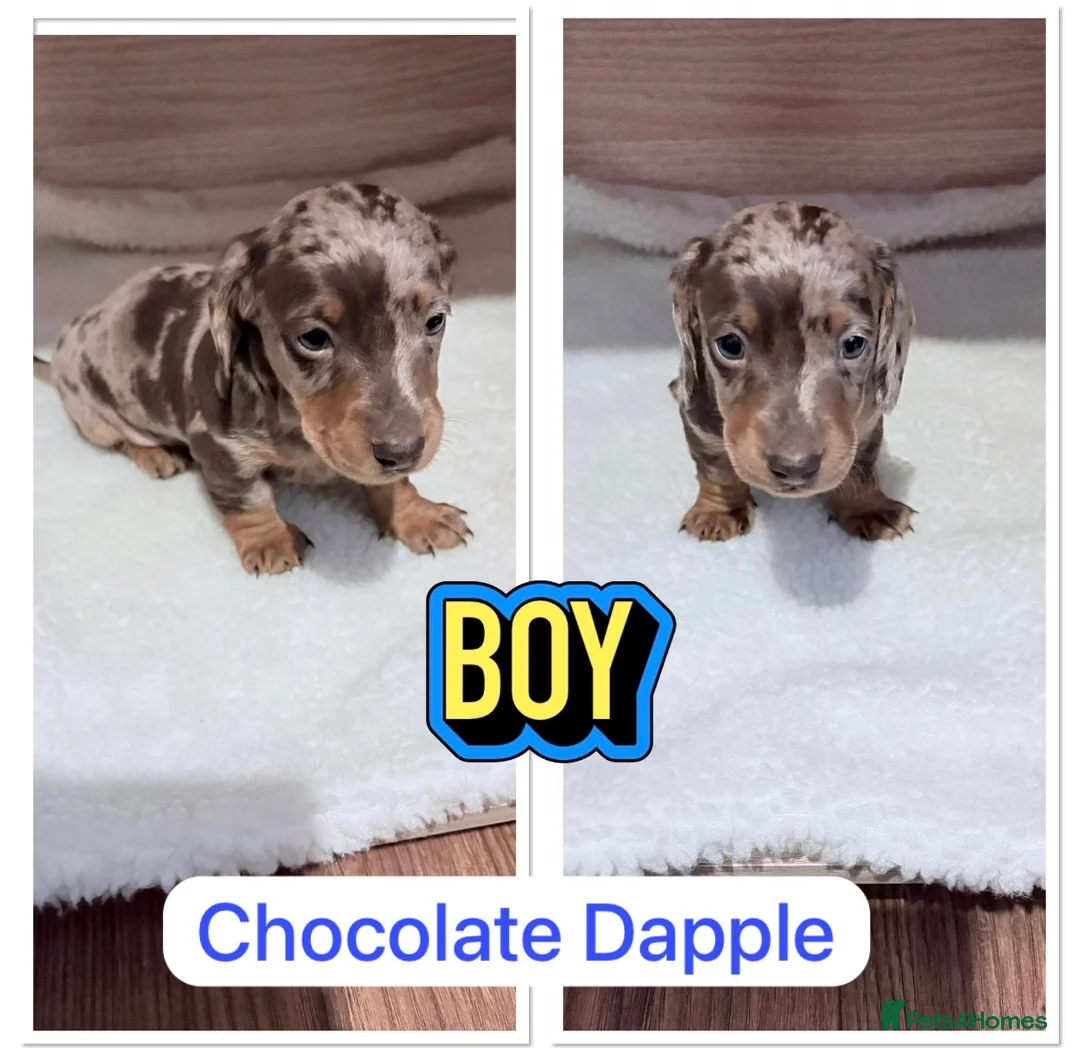 Miniature Dachshund dogs for sale: Miniature Dachshund Pups ready 25/02/2026 - Advert 4