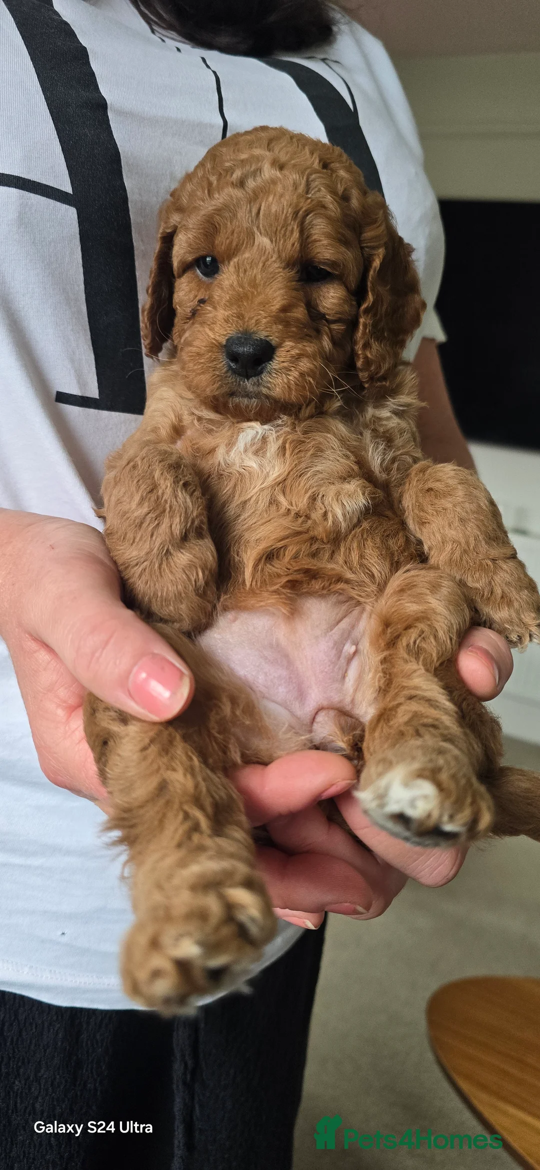 Mixed Breed dogs for sale: Stunning Irish Cockapoodledo's........ - Advert 34