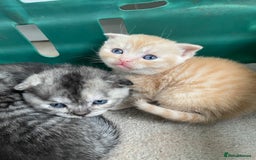 Scottish Fold cats for sale: Pedigree Scottish fold kittens for sale - Image 1