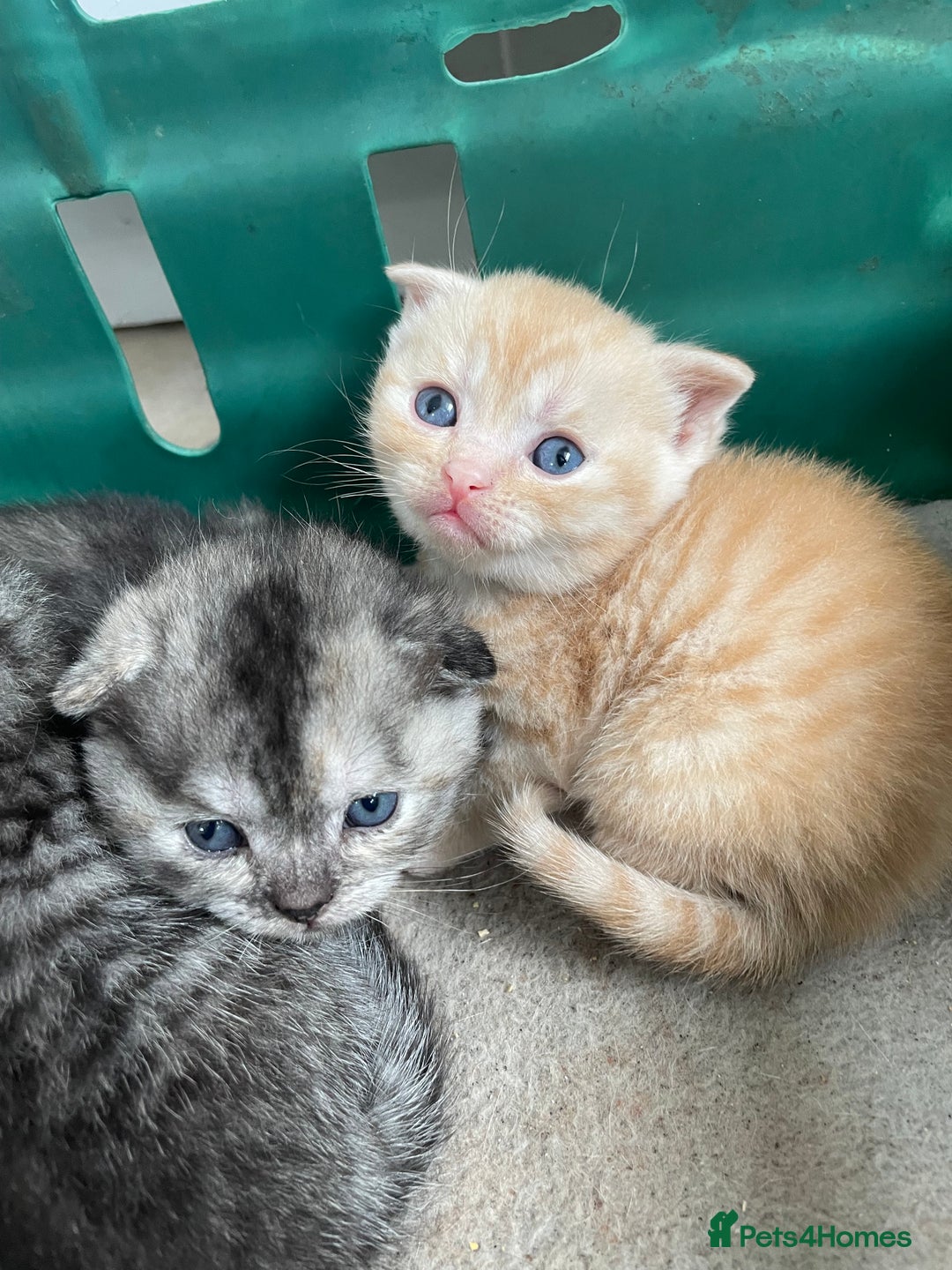 Scottish Fold cats for sale: Pedigree Scottish fold kittens for sale - Image 1