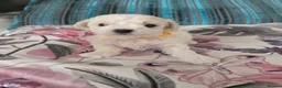 Bichon Frise dogs for sale: Stunning quality bichon-frise puppies ,ready to go - Advert 2