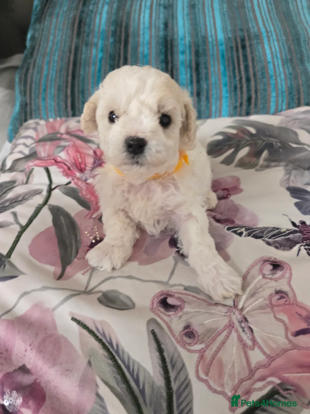 Bichon Frise dogs for sale: Stunning quality bichon-frise puppies ,ready to go - Advert 2