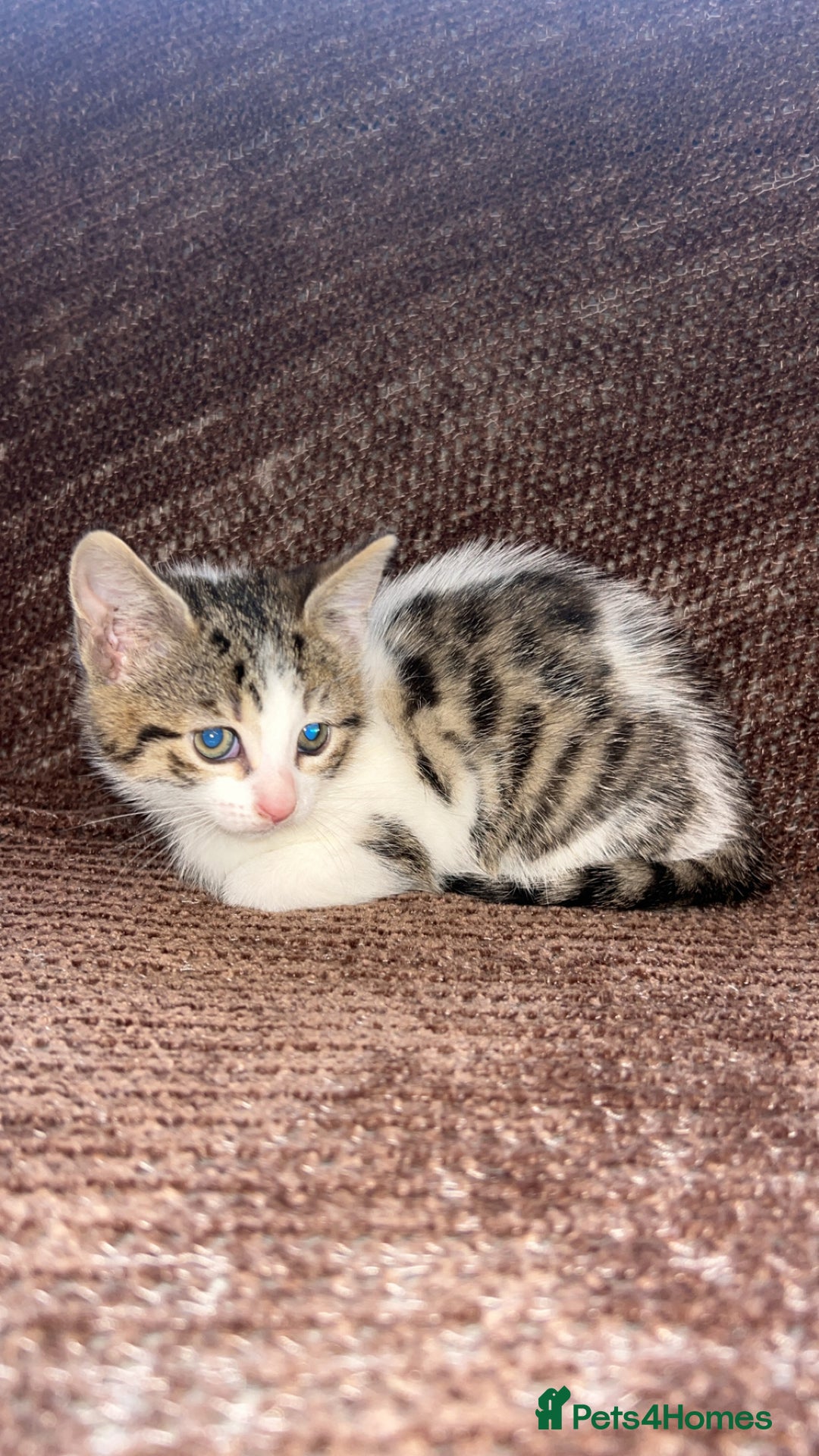 Mixed Breed cats for sale: Kittens  - Advert 2