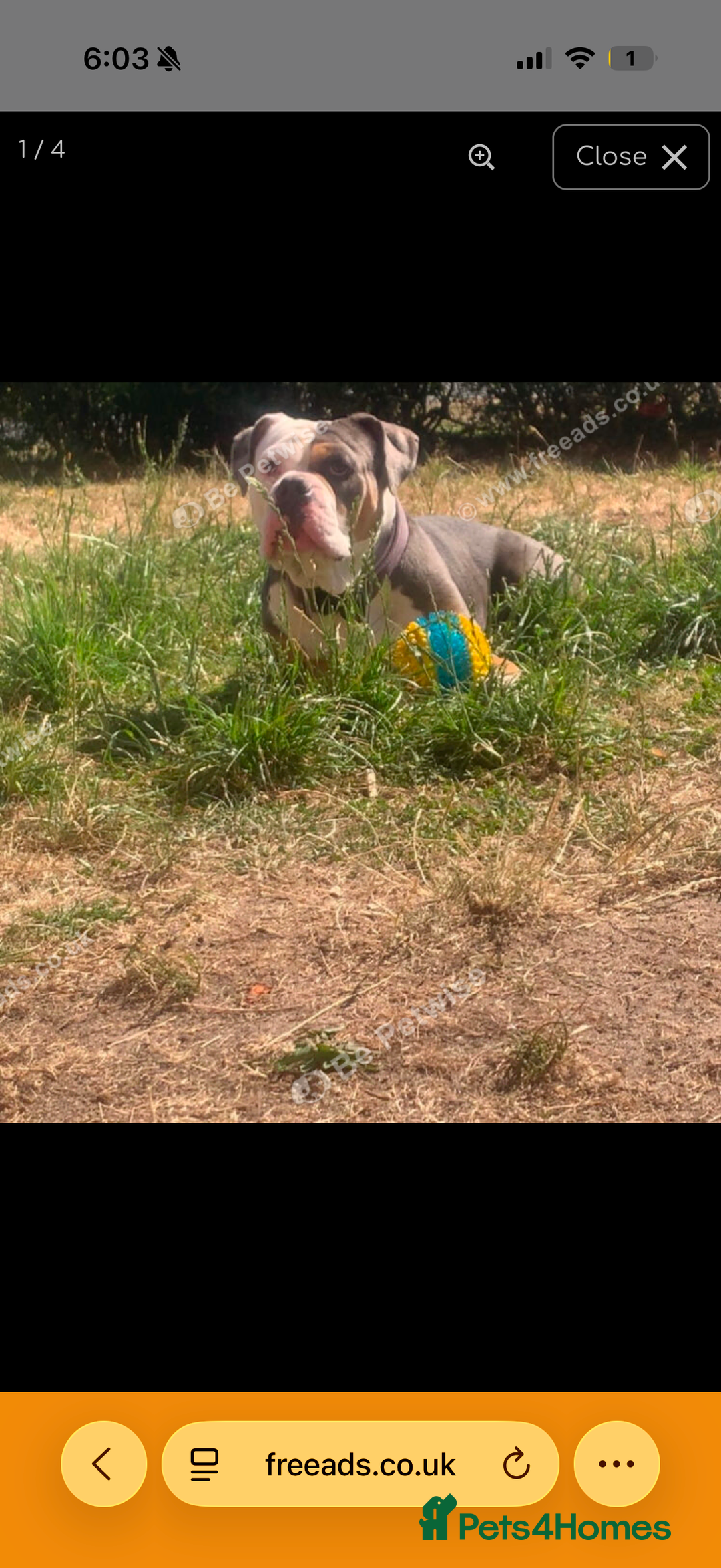 English Bulldog dogs for sale: English bulldog  - Advert 3