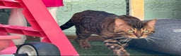 Bengal cats for stud: Rosetted bengal for stud, Champion line in Slough - Advert 3