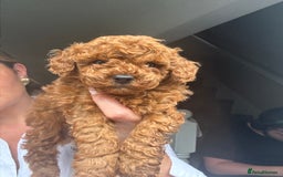 Toy Poodle dogs for sale: One boy left Tiny dark red KC toy poodle  - Image 3