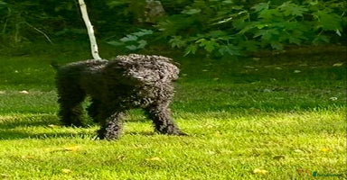 Irish Doodle dogs - Advert 10