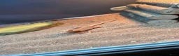 Bearded Dragon reptiles for sale: Red silkback bearded dragon in Halifax - Advert 2