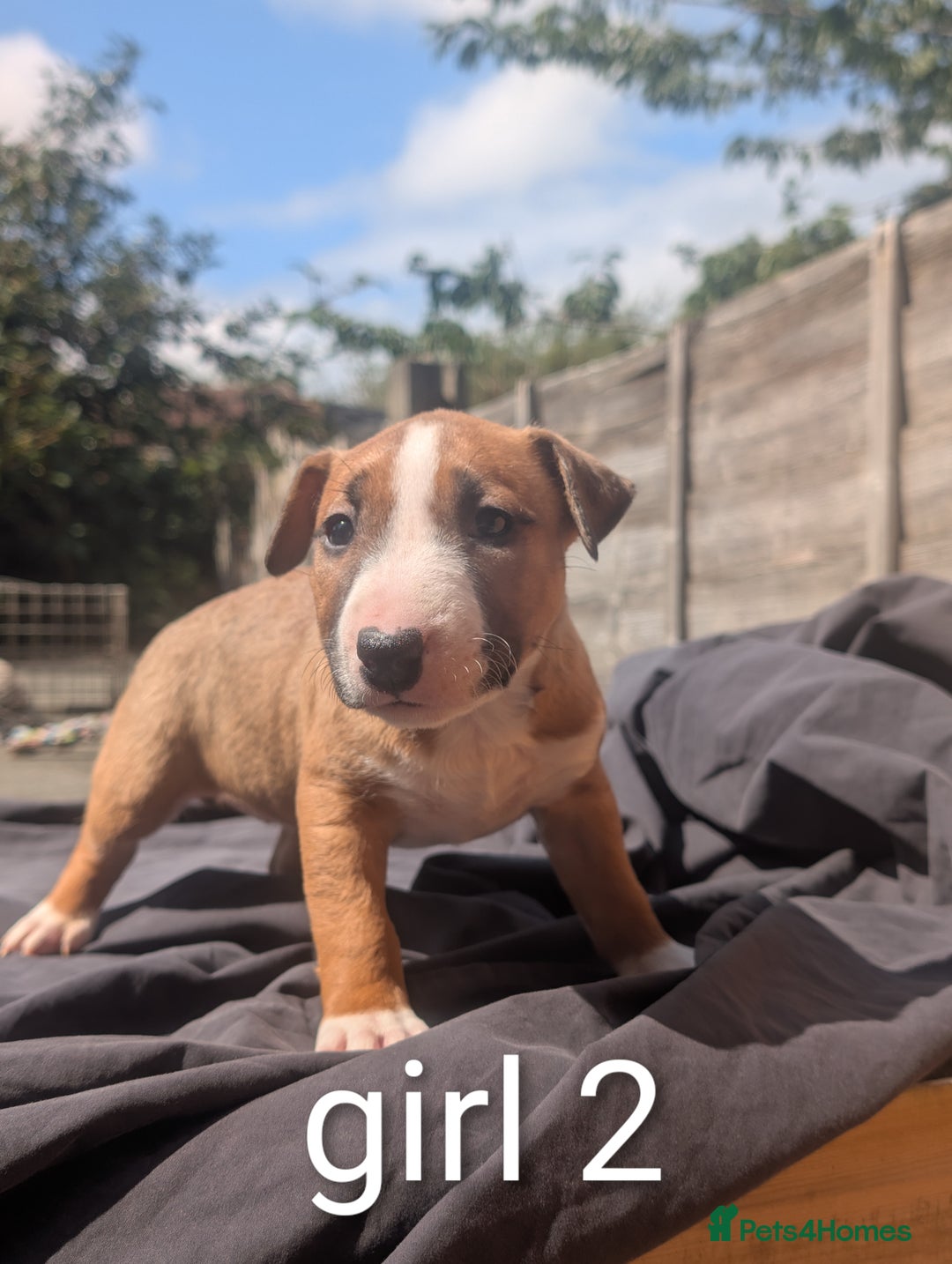 English Bull Terrier dogs for sale: Working line English bull terriers  - Image 5