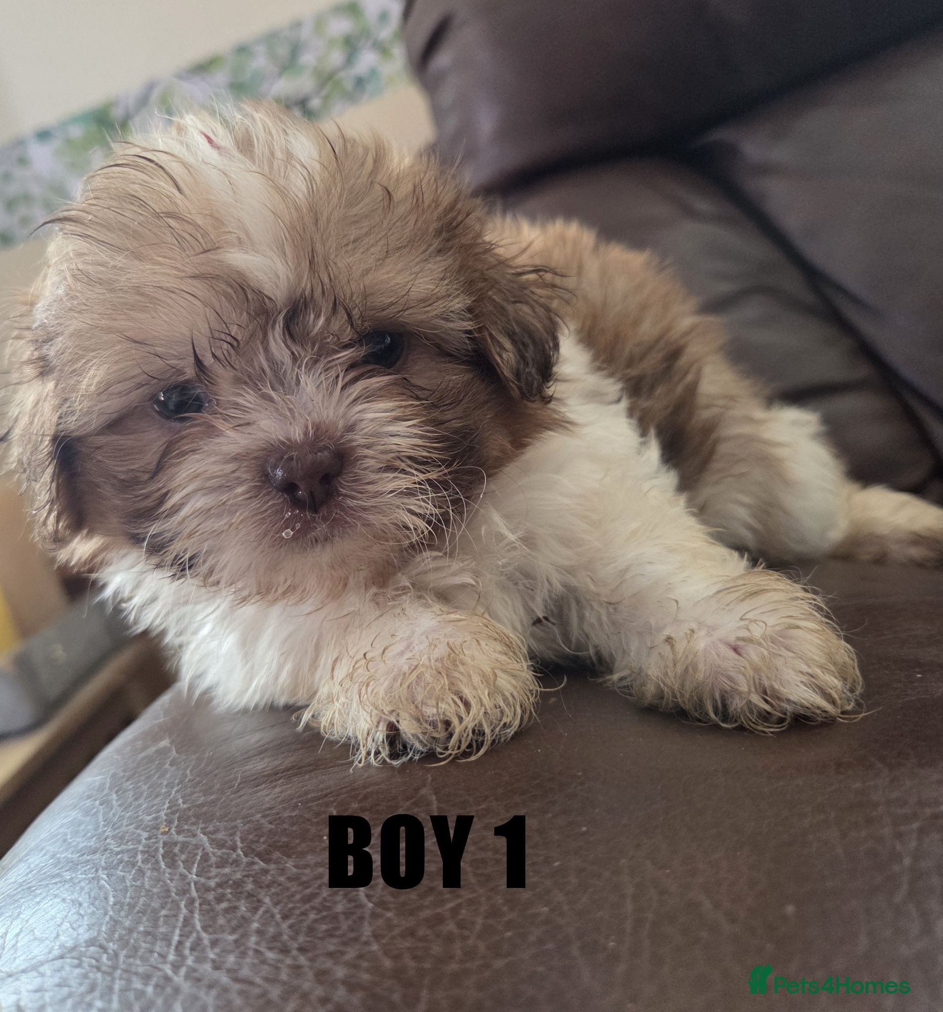 Mixed Breed dogs Shih-Tzu Puppies x4 - Advert 2