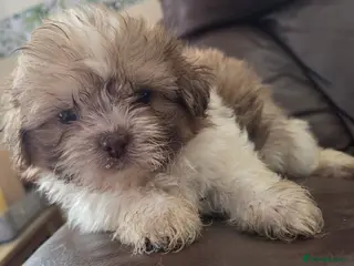 Mixed Breed dogs Shih-Tzu Puppies x4 - Advert 1