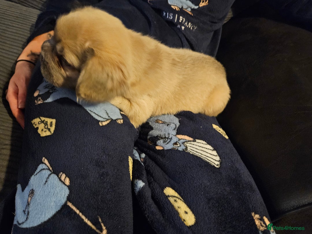 French Bulldog dogs for sale: KC French bulldogs READY FOR THEIR FOREVER HOME 💙 - Advert 6