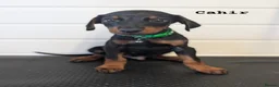Dobermann dogs for sale: doberman puppies - ready this week 🐾 - Advert 14