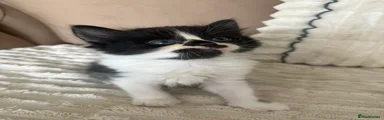 Persian 2