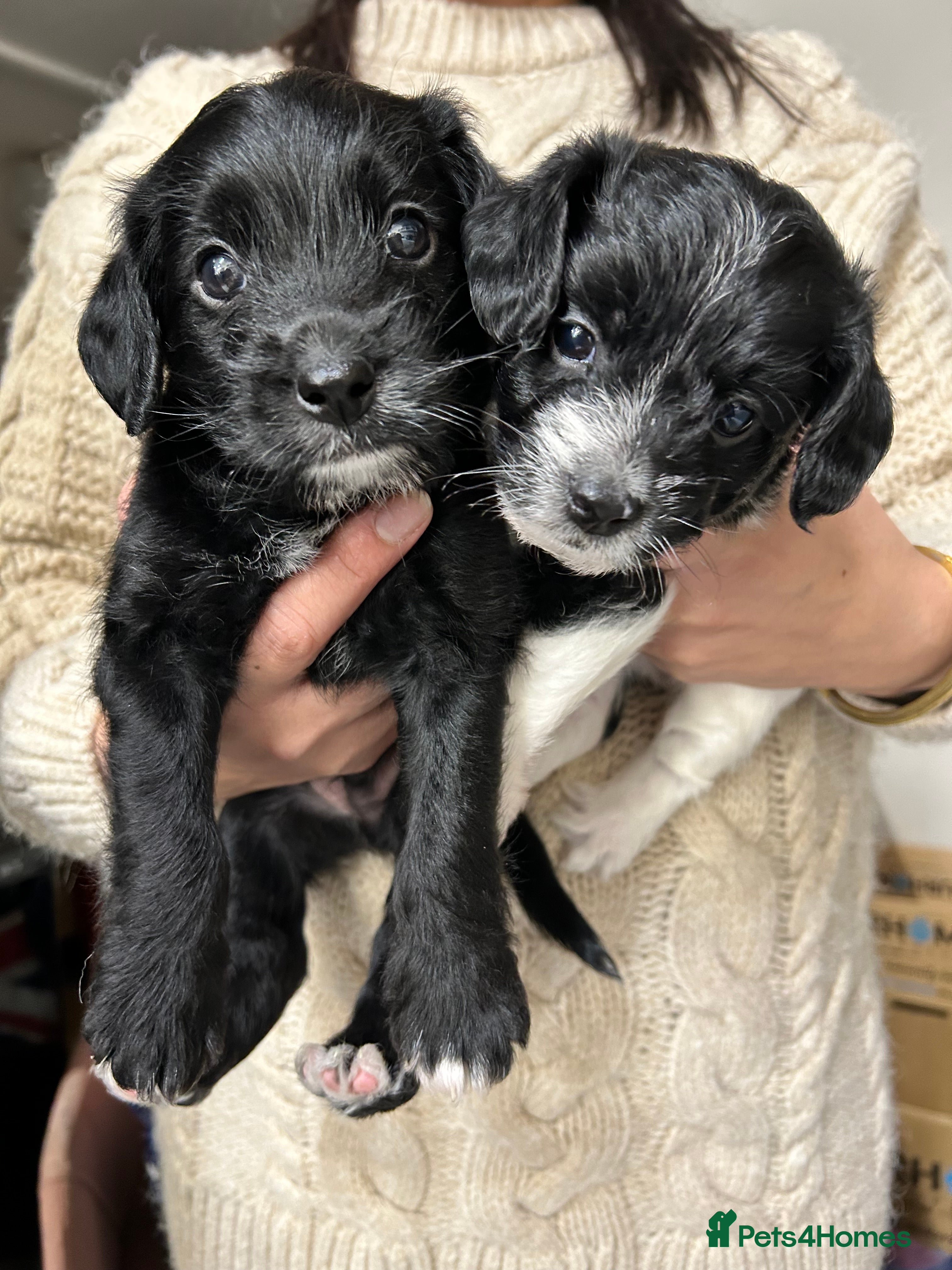 Mixed Breed dogs Jackapoo puppies for sale - Advert 15