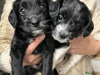 Mixed Breed dogs Jackapoo puppies for sale - Advert 15