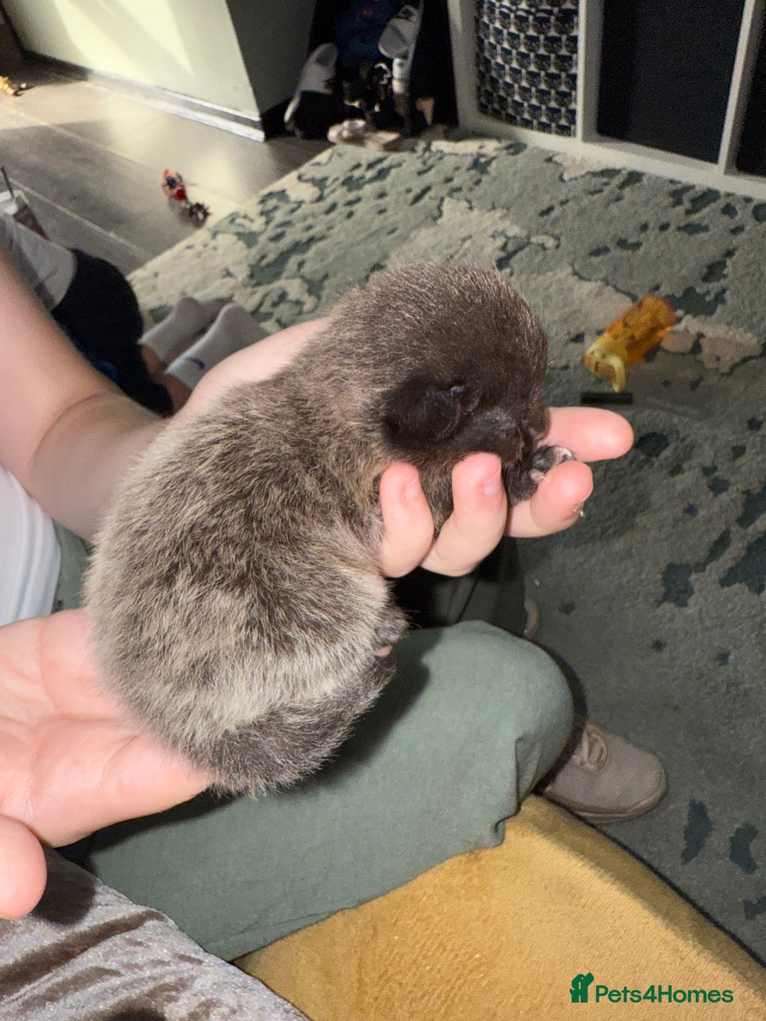 Mixed Breed cats for sale: 3 Gorgeous Girls - Image 10