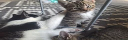 Mixed Breed cats for sale: 3 little boys and 1 girl  - Advert 17