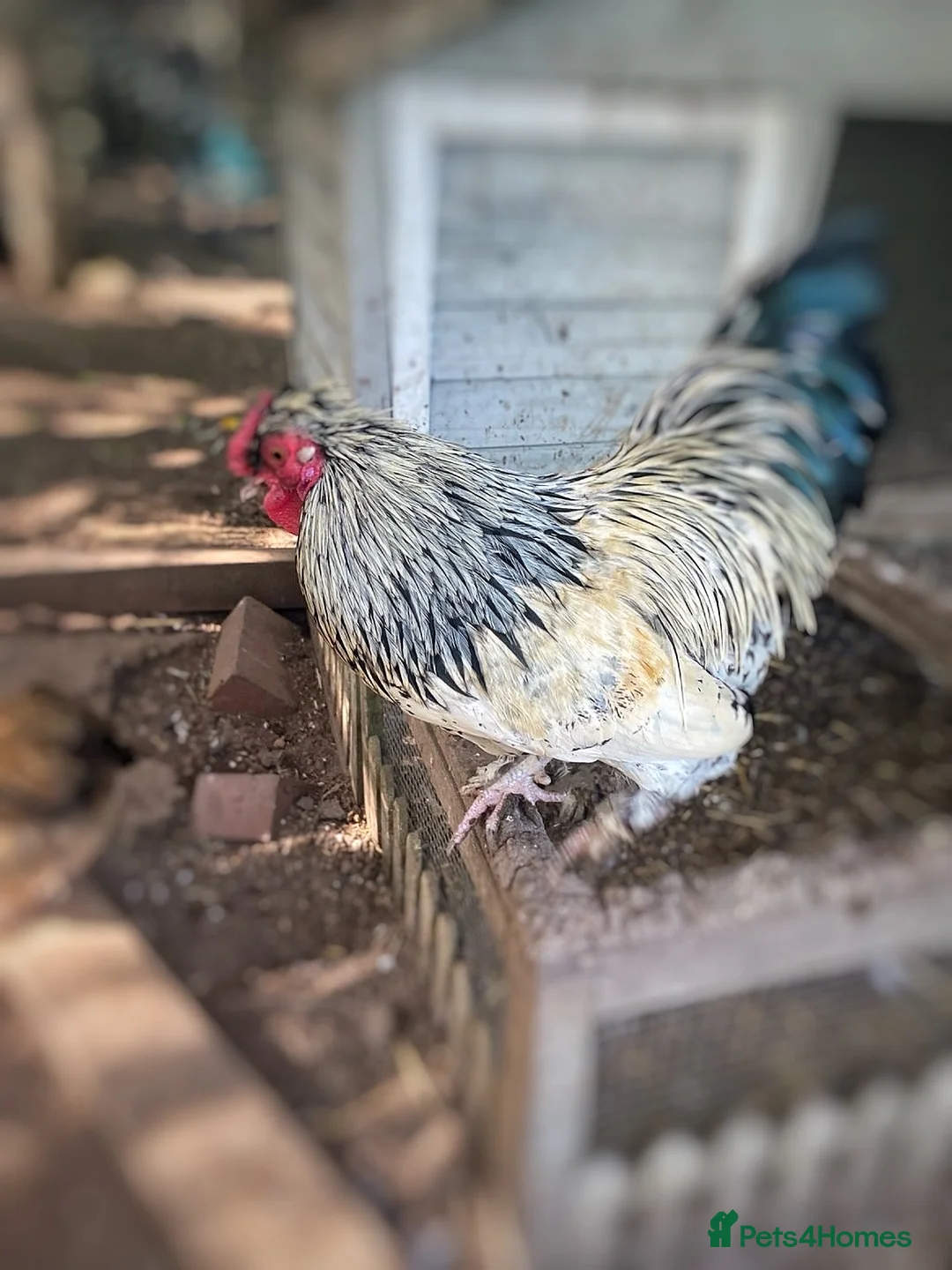 Chickens poultry for sale: Handsome Bantam Cockerels for Loving Home  - Advert 5