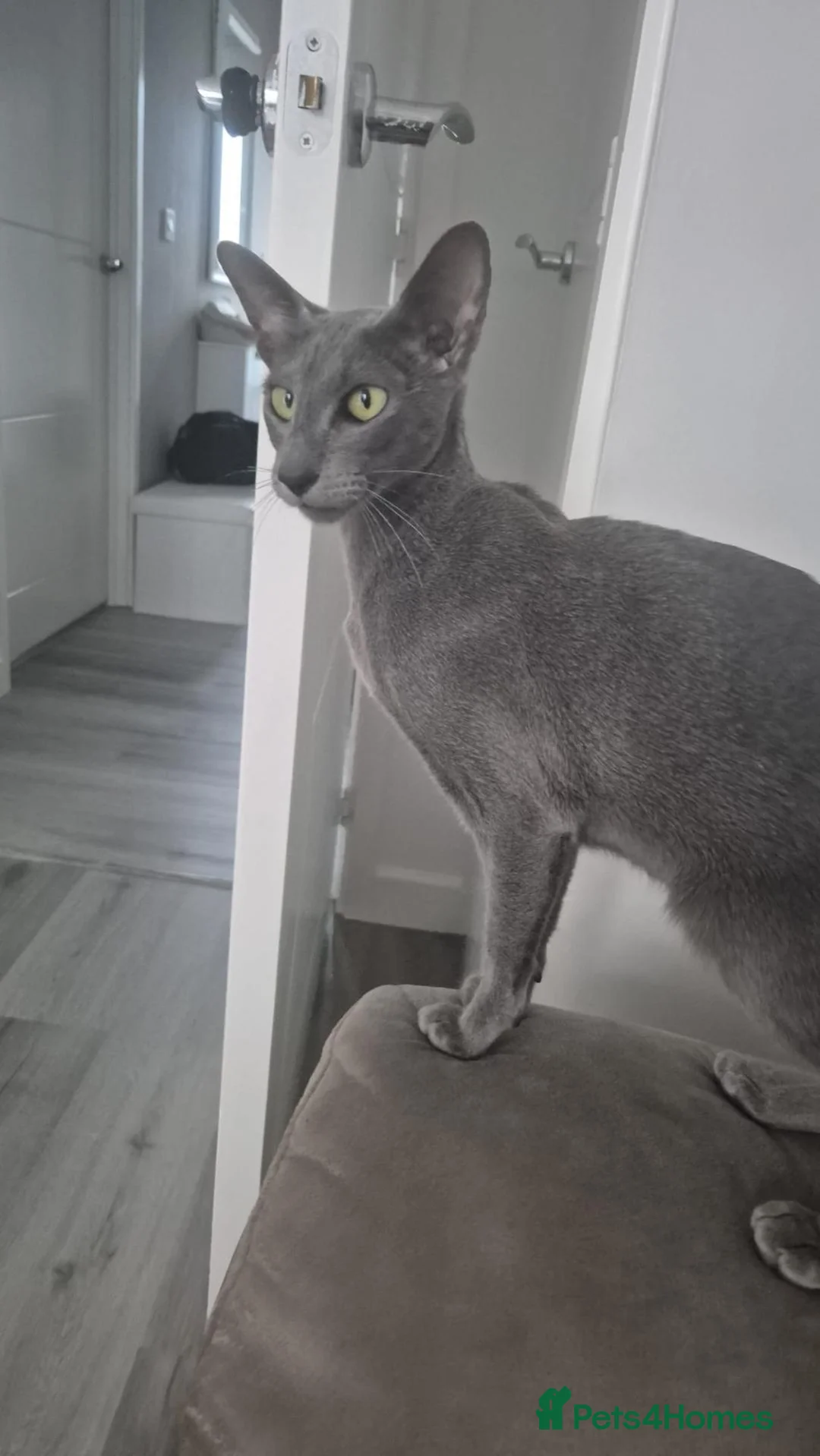 Oriental cats for sale: GCCF Registered Oriental and Siamese Kittens - Advert 22