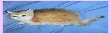 Kitten 1 Golden