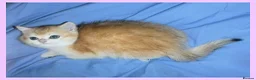 British Shorthair cats for sale: GCCF Regd Tipped British Short Hair Females - Advert 9